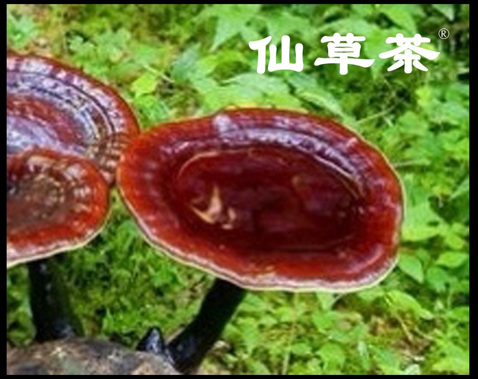 智能功放